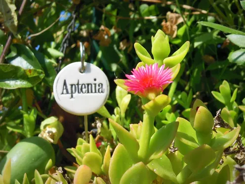 J'ai descendu dans mon jardin — Aptenia