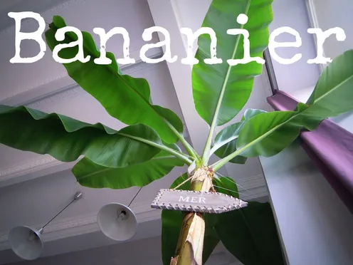 J'ai descendu dans mon jardin — Bananier