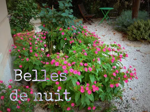 J'ai descendu dans mon jardin — Belles de nuit