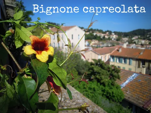 J'ai descendu dans mon jardin — Bignone capreolata