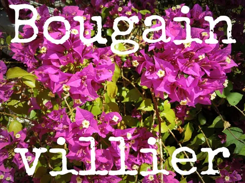 J'ai descendu dans mon jardin — Bougainvillier