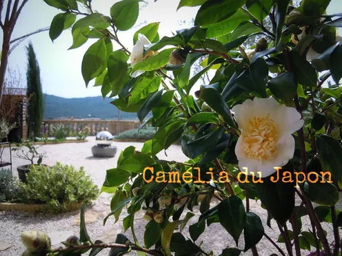 J'ai descendu dans mon jardin — Camélia du Japon