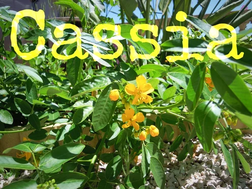 J'ai descendu dans mon jardin — Cassia