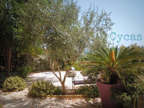 J'ai descendu dans mon jardin — Cycas