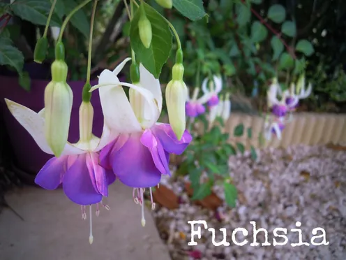 J'ai descendu dans mon jardin — Fuchsia