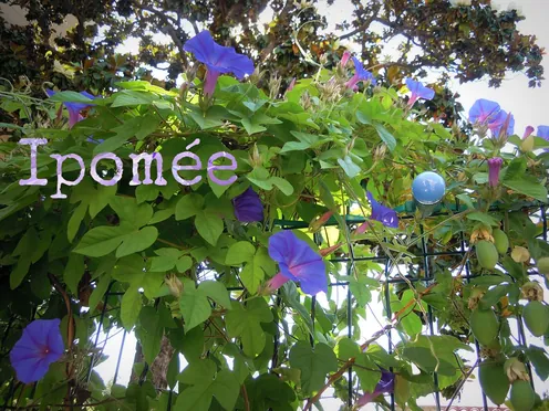 J'ai descendu dans mon jardin — Ipomée