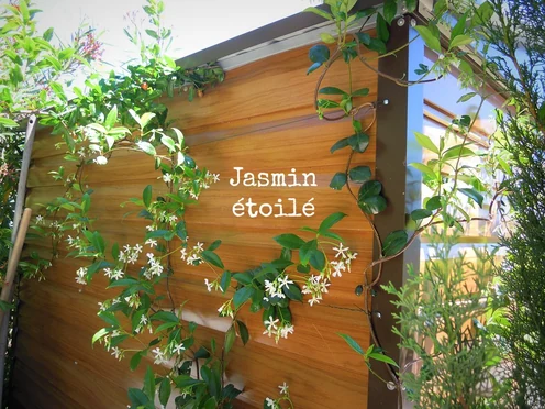 J'ai descendu dans mon jardin — Jasmin étoilé