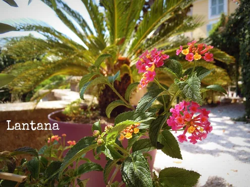 J'ai descendu dans mon jardin — Lantana