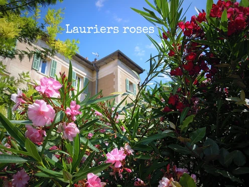 J'ai descendu dans mon jardin — Lauriers roses