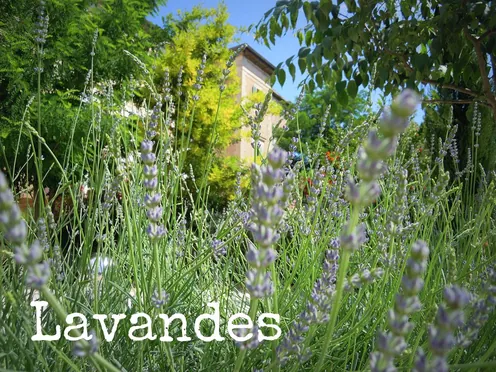 J'ai descendu dans mon jardin — Lavandes