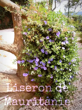 J'ai descendu dans mon jardin — Liseron de Mauritanie