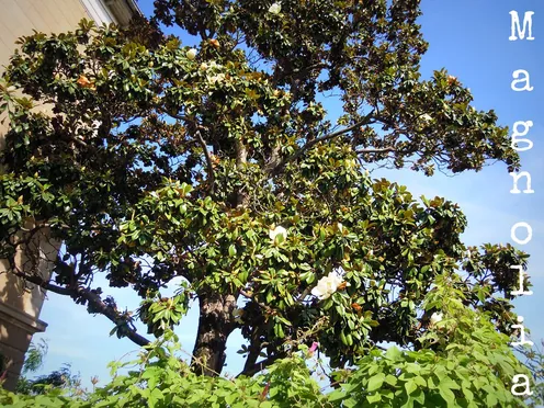 J'ai descendu dans mon jardin — Magnolia