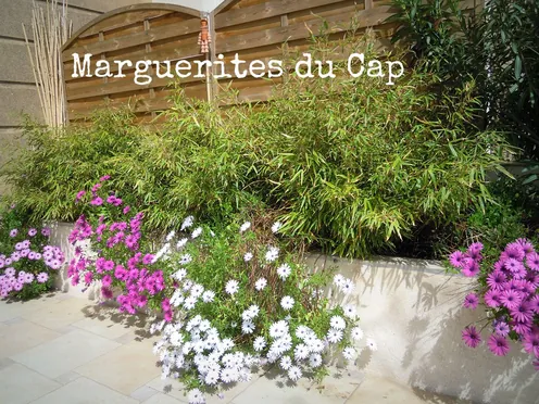 J'ai descendu dans mon jardin — Marguerites du Cap