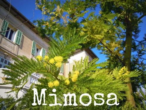 J'ai descendu dans mon jardin — Mimosa