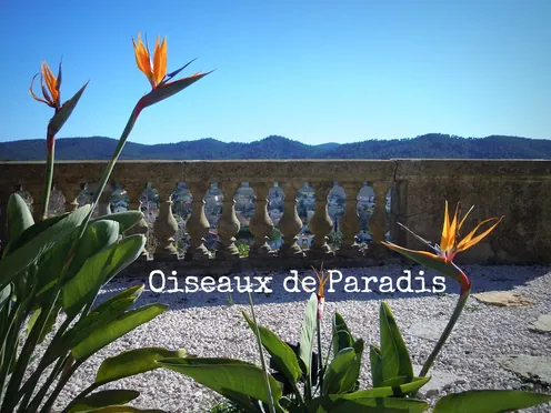 J'ai descendu dans mon jardin — Oiseaux de Paradis