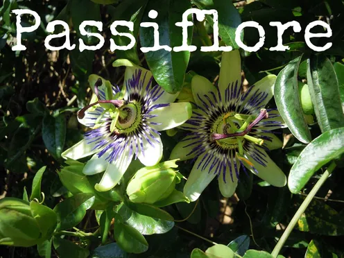 J'ai descendu dans mon jardin — Passiflore