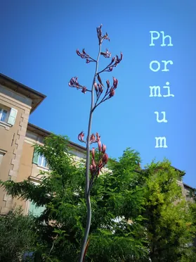 J'ai descendu dans mon jardin — Phormium