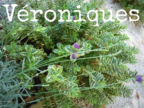 J'ai descendu dans mon jardin — Véroniques