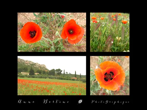 Coquelicots