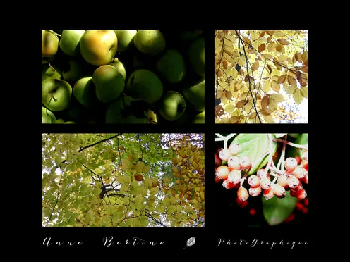 Feuilles, fruits & branches