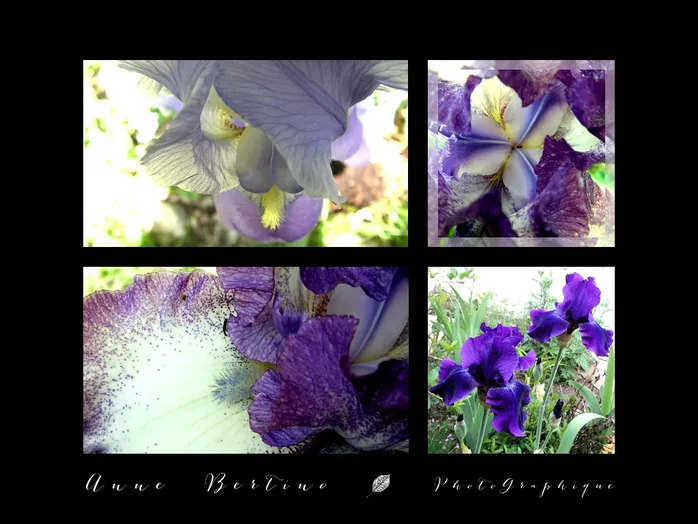 Iris