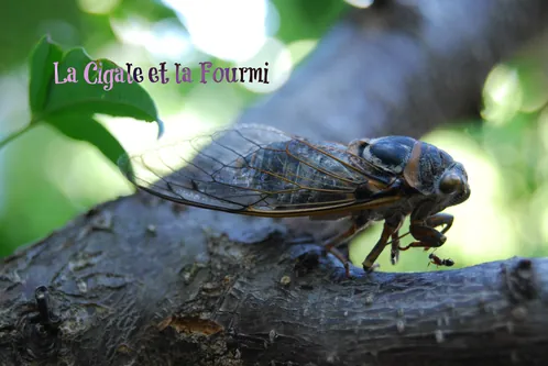 La Cigale et la Fourmi