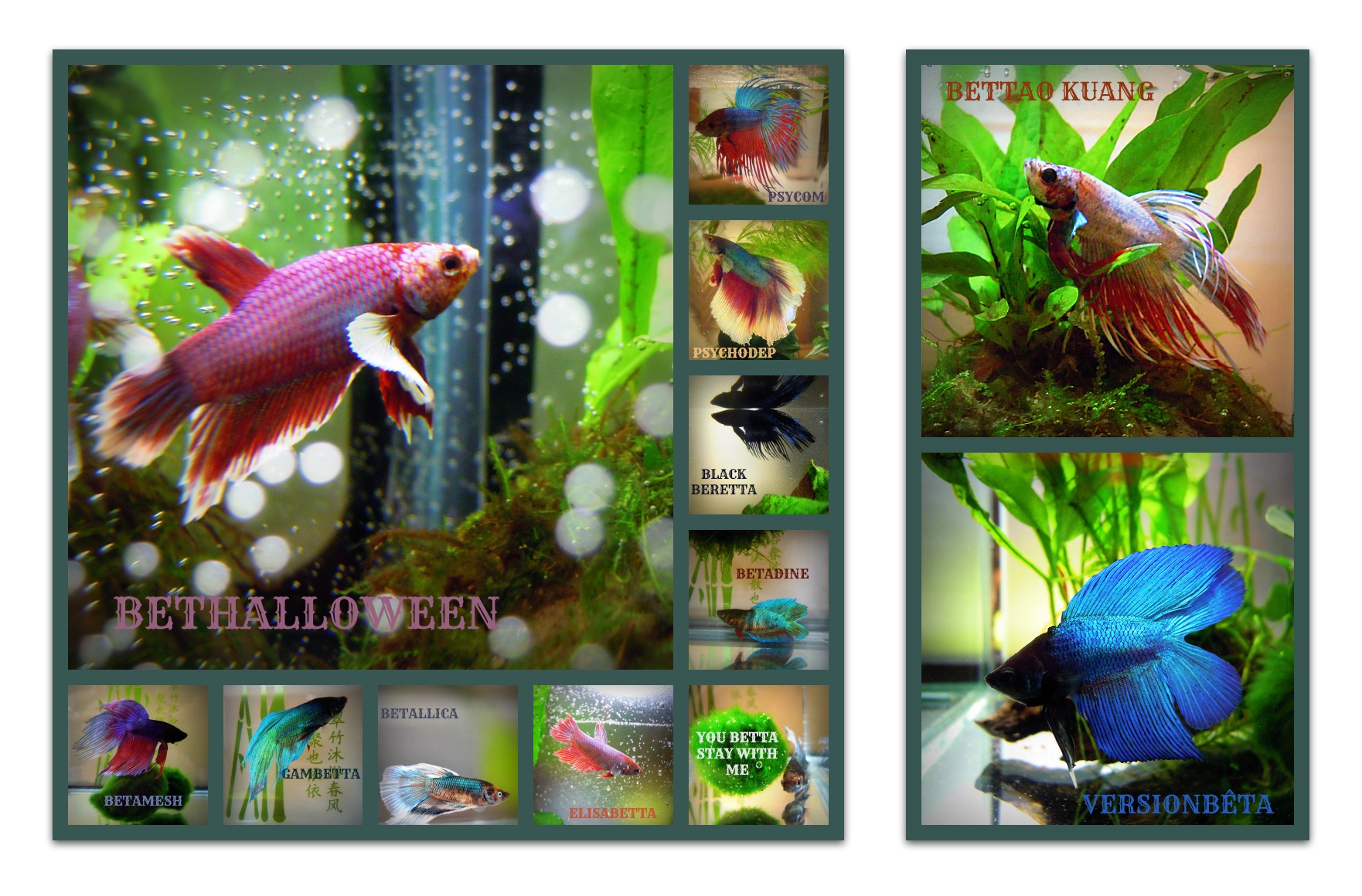 bettas