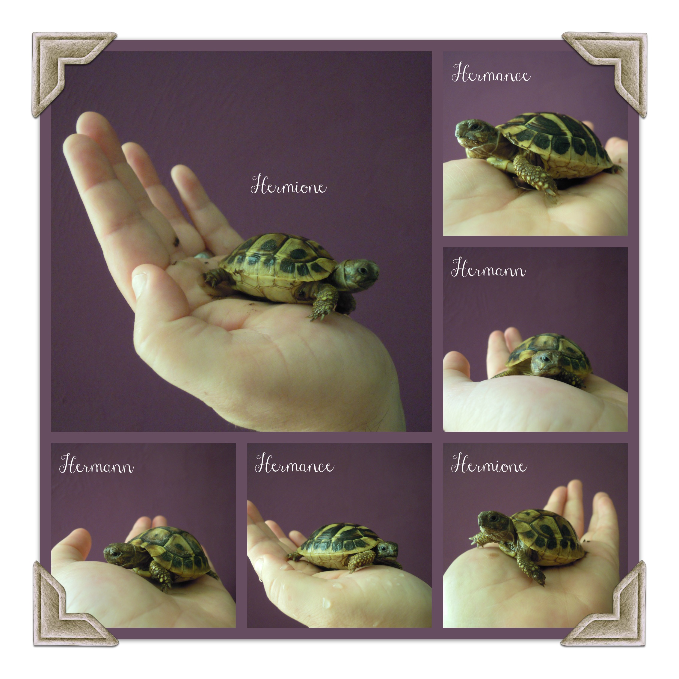 tortues